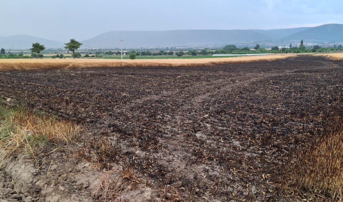 Denizli'nin Kale ilçesinde, hasat için gün sayan bir çiftçinin tarlasına