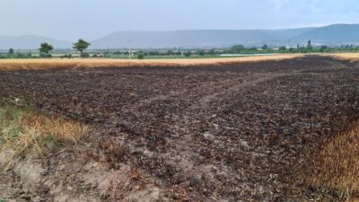 Denizli'nin Kale ilçesinde, hasat için gün sayan bir çiftçinin tarlasına