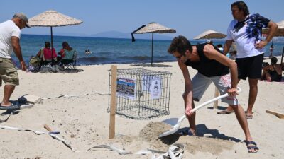 Aydın'ın Kuşadası ilçesinde, nesli tükenme tehlikesi altındaki caretta caretta türü