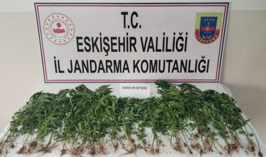Eskişehir'de, uyuşturucu madde imal etmek amacıyla kamu arazisine kenevir ektiği