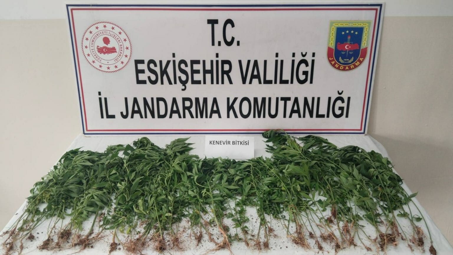 Eskişehir'de, uyuşturucu madde imal etmek amacıyla kamu arazisine kenevir ektiği