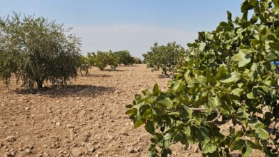 Gaziantep'in Karkamış ilçesinde, Antep fıstığı hasadı yapan bir tarım işçisi,