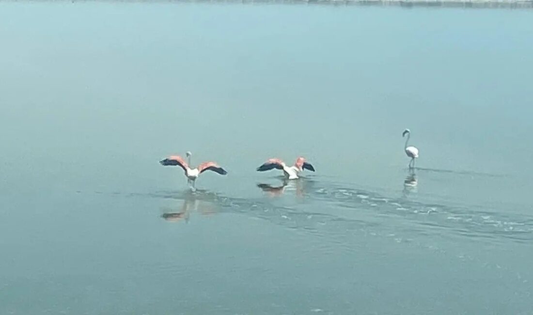 Kuzey Afrika’dan yola çıkan flamingolar, Denizli-Afyonkarahisar sınırındaki Acıgöl’e ulaştı. Türkiye'nin