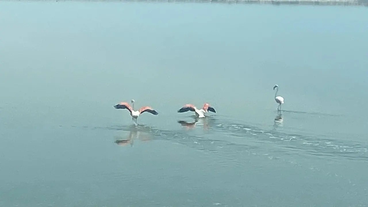 Kuzey Afrika’dan yola çıkan flamingolar, Denizli-Afyonkarahisar sınırındaki Acıgöl’e ulaştı. Türkiye'nin