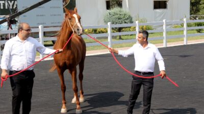 Tarım İşletmeleri Genel Müdürlüğü (TİGEM) tarafından Bursa'daki Karacabey Tarım İşletmesi'nde