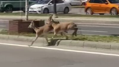 Sivas'ta doğal yaşam alanlarından ayrıldığı düşünülen iki dağ keçisi, kent
