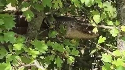 Hatay'ın İskenderun ilçesinde, yaklaşık 1,5 metre uzunluğuyla dikkat çeken ve