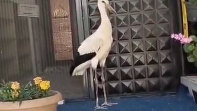 Tokat'ta, annesi tarafından yuvadan atılan bir yavru leylek, Fatih Camii