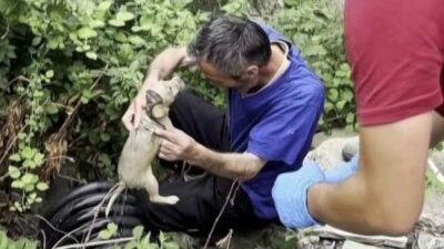 Sakarya'nın Erenler ilçesinde, bir işletmenin su kanalına düşen yavru köpek,