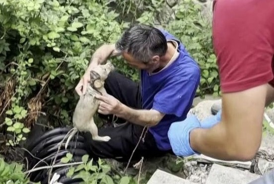 Sakarya'nın Erenler ilçesinde, bir işletmenin su kanalına düşen yavru köpek,