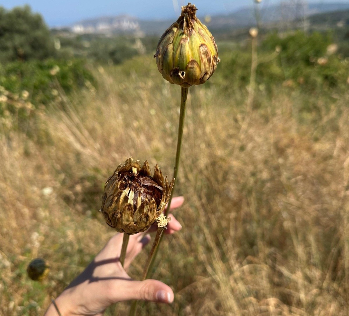 Aydın'ın Kuşadası ilçesine özgü endemik bir tür olan Tülüşah bitkisinin