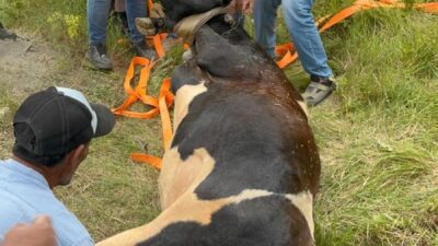 Kocaeli'nin Körfez ilçesinde, defineciler tarafından kazılıp üzeri açık bırakılan yaklaşık