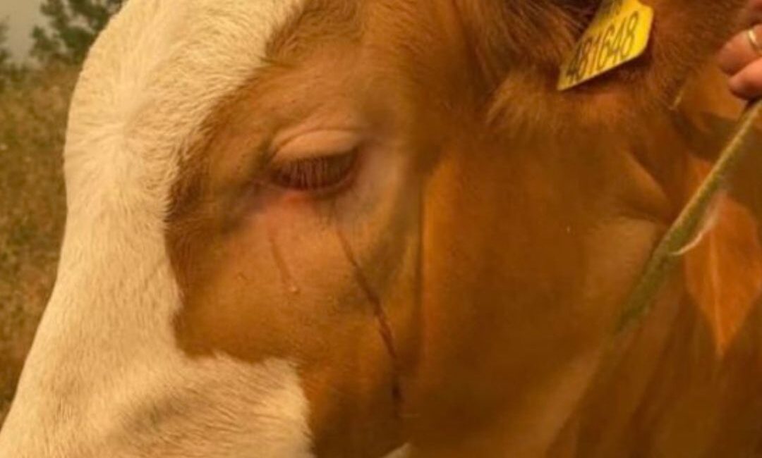 Orman yangınının ortasında kalan bir inek, gözyaşları içinde bulunduğu yerden