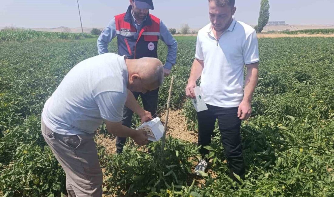 Afyonkarahisar’da bitki sağlığı faaliyetleri devam ediyor Afyonkarahisar İl Tarım ve Orman Müdürlüğü Bitkisel Üretim ve Bitki