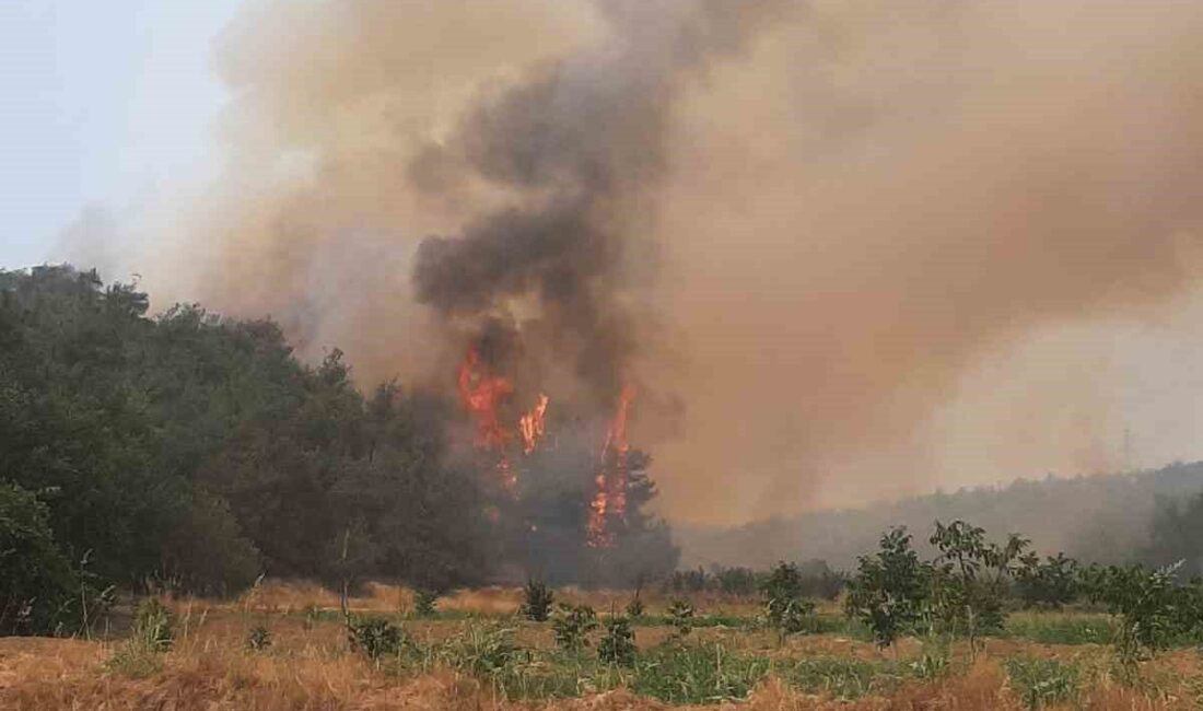 Sakarya’da çıkan ve Bilecik’e sıçrayan orman yangınında alevler bu sabah