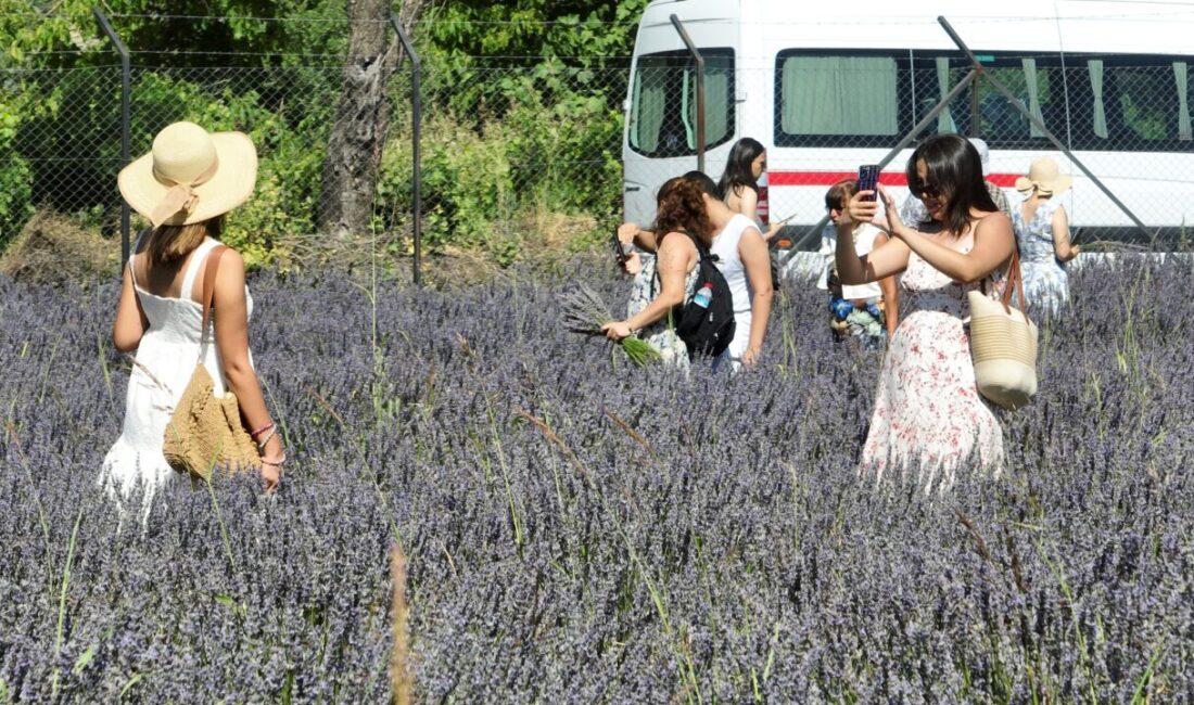 Muğla'nın Fethiye ilçesinde görsel şölen sunan mor tarlalarda lavanta hasadı
