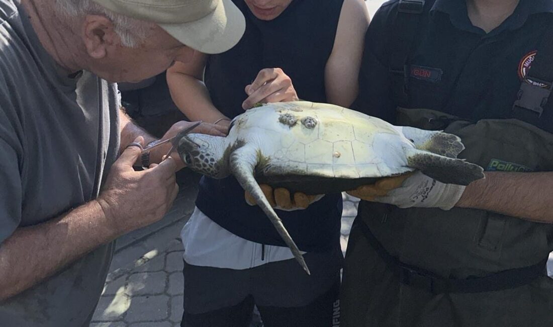 Muğla'nın Fethiye ilçesinde kanalda misinaya dolanan caretta cerattayı itfaiye ekibi