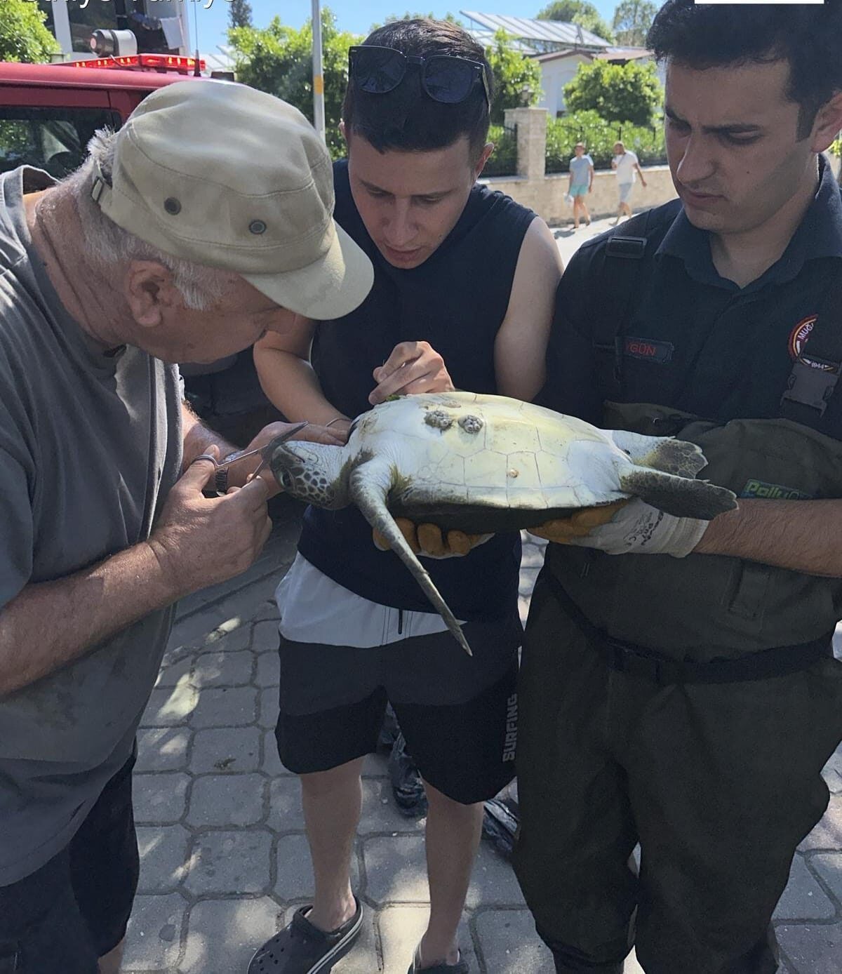 Muğla'nın Fethiye ilçesinde kanalda misinaya dolanan caretta cerattayı itfaiye ekibi