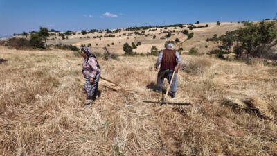 Manisa'nın Demirci ilçesine bağlı kırsal bölgelerde buğday, arpa ve çavdar