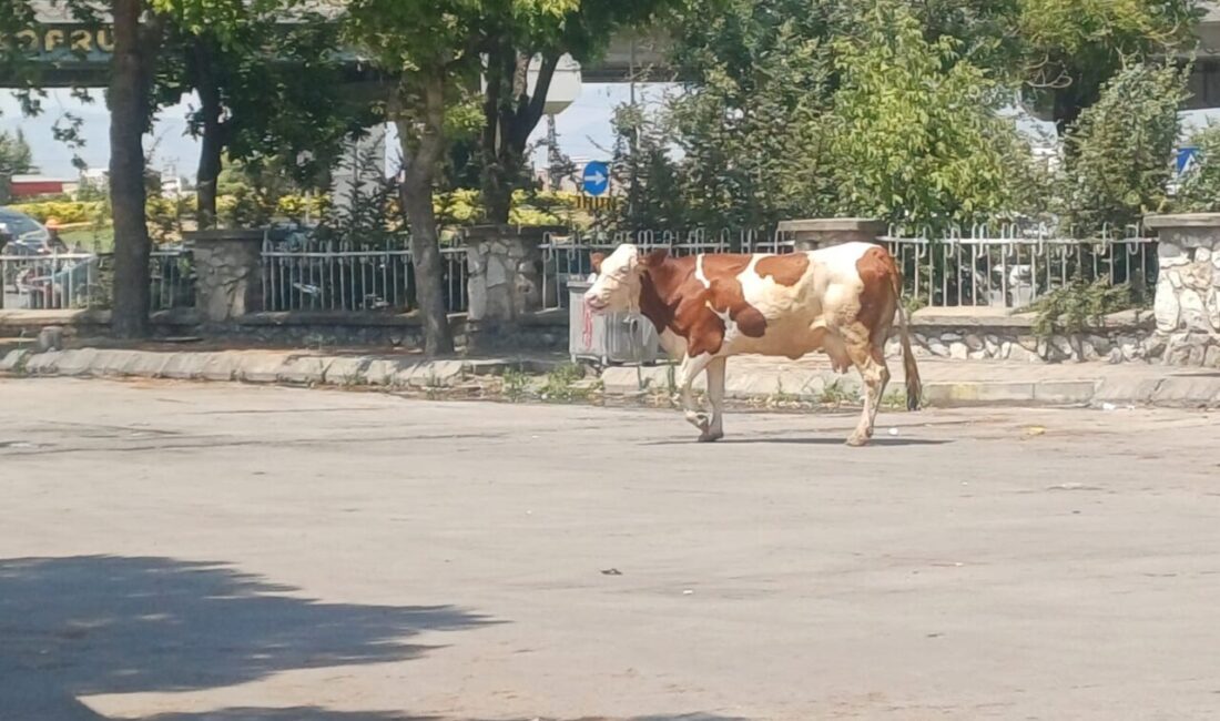 Manisa'nın Salihli ilçesinde kesim için getirildiği mezbahadan kaçan inek güçlükle
