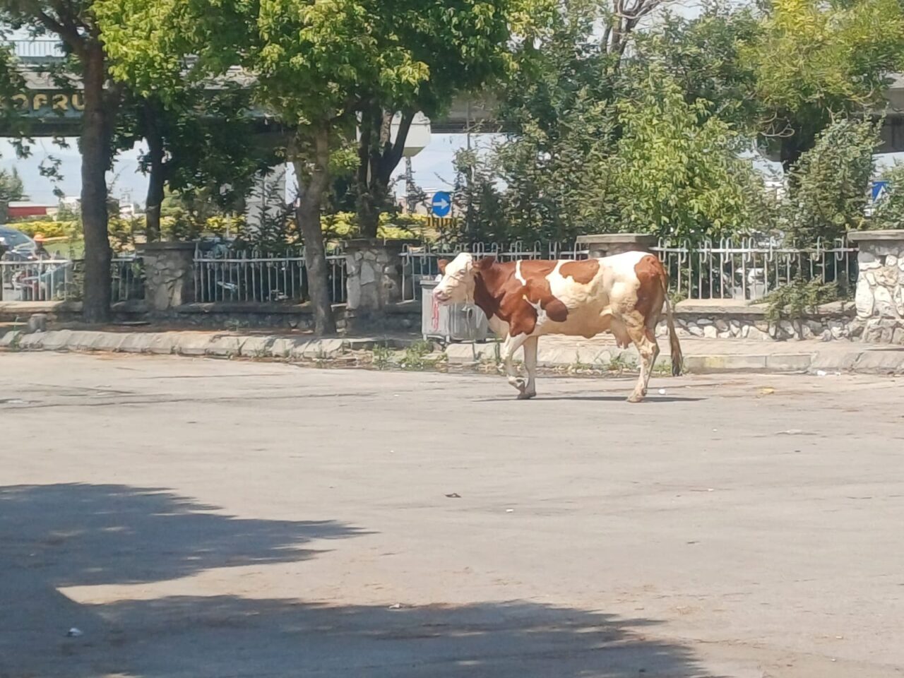 Manisa'nın Salihli ilçesinde kesim için getirildiği mezbahadan kaçan inek güçlükle