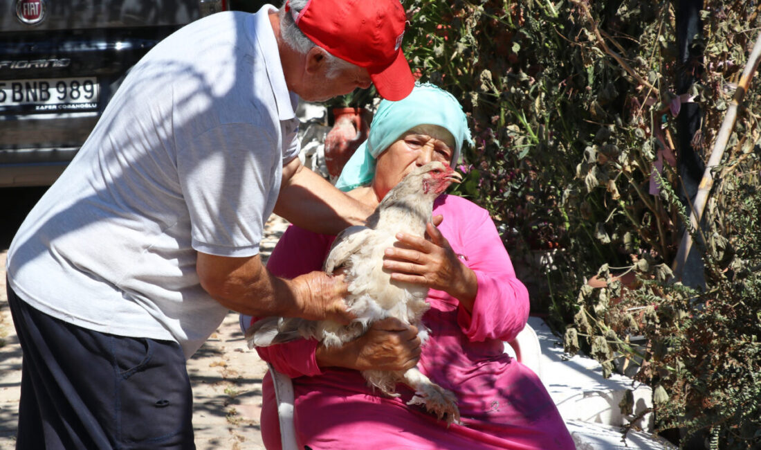 İzmir'in Seferihisar ilçesinde, evleri ve geçim kaynağı tavukları orman yangında