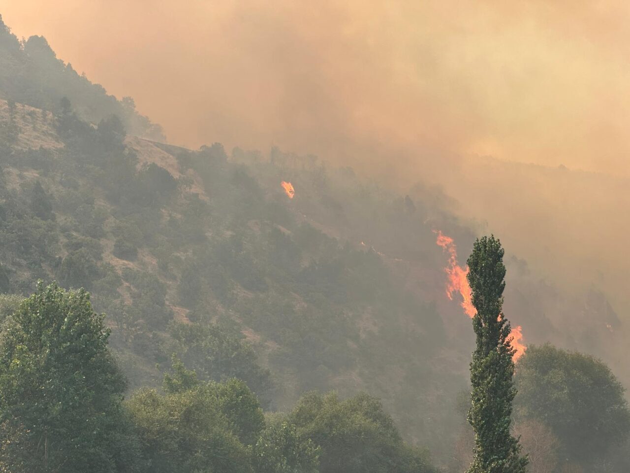Uşak’ın Sivaslı ilçesine bağlı Ketenlik köyü yakınlarında çıkan yangın, meşelik