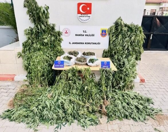 Manisa’nın Alaşehir ilçesinde gerçekleştirilen uyuşturucu operasyonunda 2 bin 903 kök