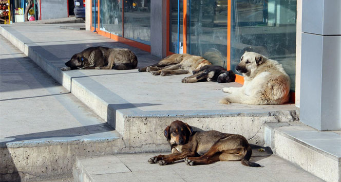 İzmir’in Menderes ilçesinde yürüyüş yapan 55 yaşındaki kadın, sahipsiz köpeklerin