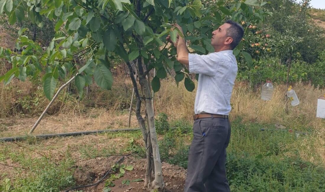 Afyonkarahisar’ın Şuhut ilçesinde yapılan incelemeler sonucunda ceviz ağaçlarında tercih edilen
