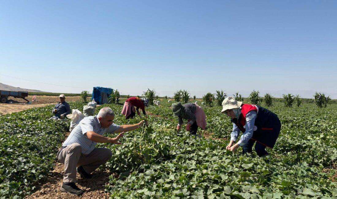 Afyonkarahisar’da hasadı devam eden kornişon salatalıklarda hastalık ve zararlı kontrolleri