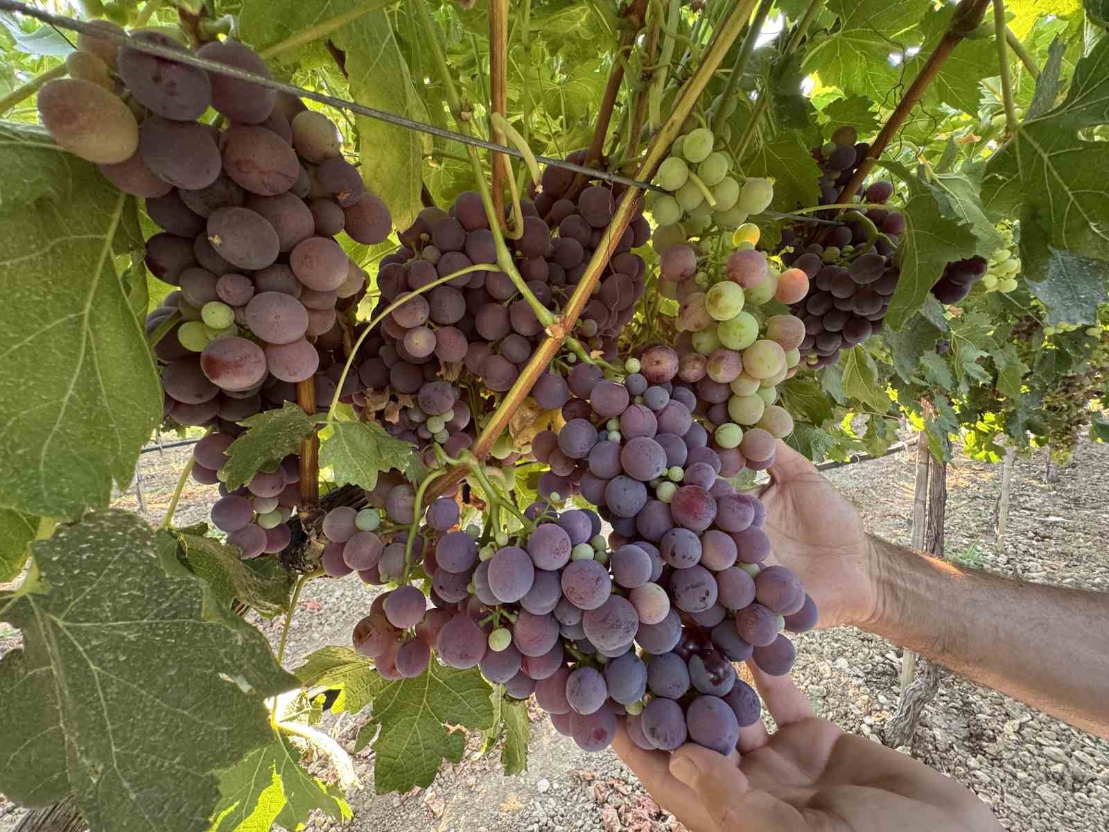 Üzümü ve pekmezi ile ünlü olan Antalya’nın Akseki ilçesinde hasat