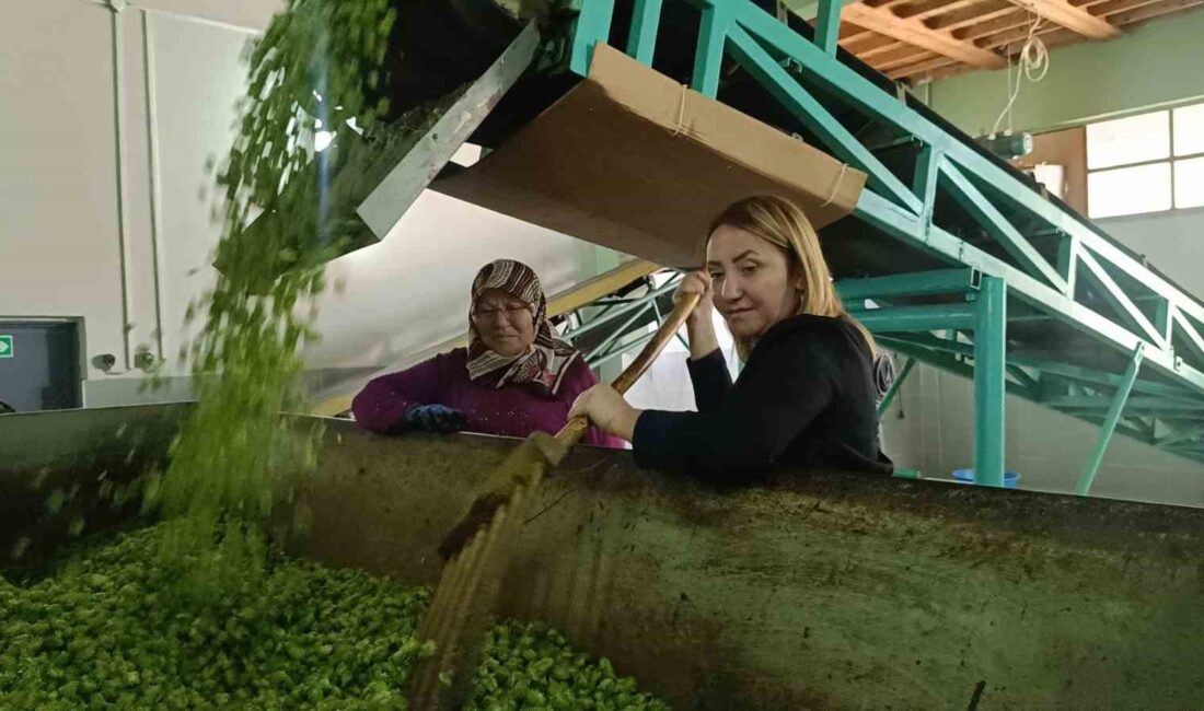 Türkiye’de yalnızca Bilecik’in Pazaryeri ilçesinde üretilen ve ’Yeşil Altın’ diye