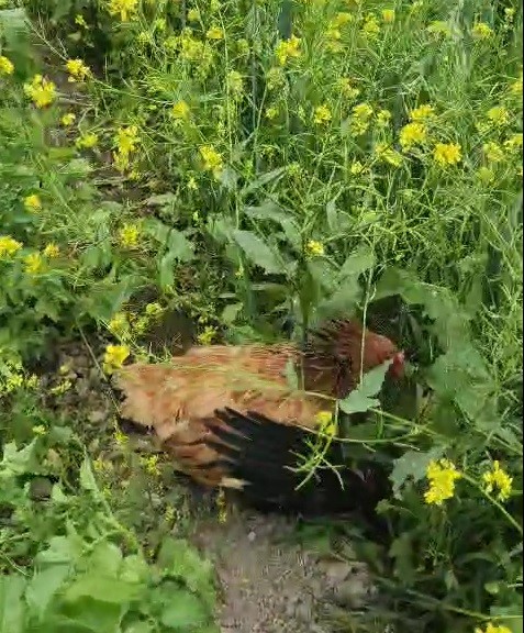 Bayburt'ta civcivleri yemeye çalışan bir karga, anne tavuğun saldırısına uğradı.