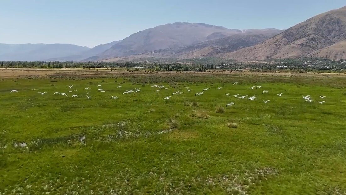 Afrika'dan başlayarak Anadolu'ya uzanan binlerce kilometrelik göç yolculuğunu sürdüren leylek
