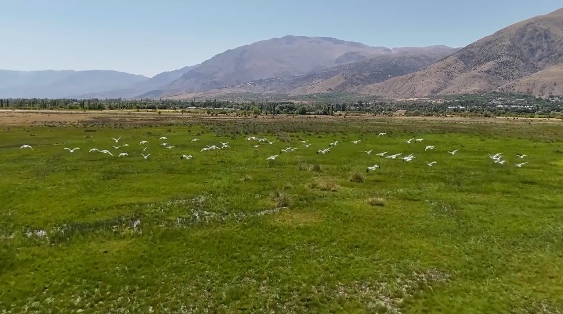 Afrika'dan başlayarak Anadolu'ya uzanan binlerce kilometrelik göç yolculuğunu sürdüren leylek