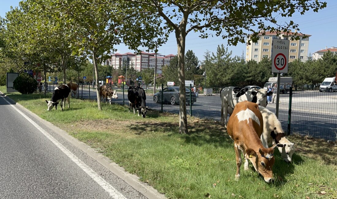 Tekirdağ'ın Çorlu ilçesinde bir çiftlikten kaçan inek sürüsü, şehir merkezinde