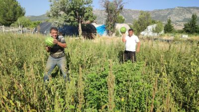 Denizli'nin Acıpayam ilçesinde bir çiftçi, artan maliyetler ve düşük piyasa