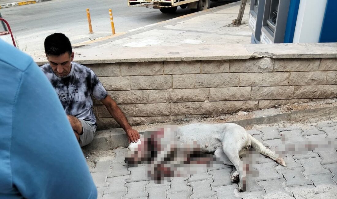 Denizli’nin Çal ilçesi İsmailler Mahallesi’nde A.P. adlı şahıs, hamile bir