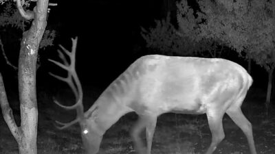 Kütahya'nın Tavşanlı ilçesine bağlı bir köyde çiftçiler, tarım arazilerine girerek