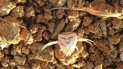 Yalova'nın Safran köyünde bir vatandaşın evinin bahçesinde görüntülediği ve sırtındaki