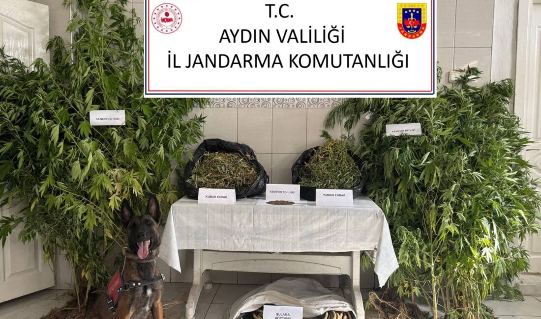 Aydın İl Jandarma Komutanlığı Narkotik Şube Müdürlüğü’nün koordinasyonunda ilçelerde gerçekleştirilen