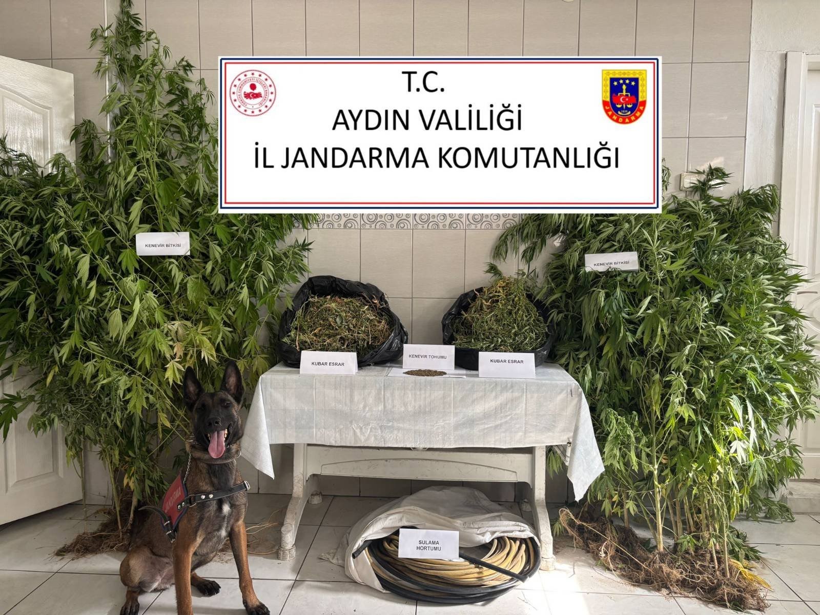 Aydın İl Jandarma Komutanlığı Narkotik Şube Müdürlüğü’nün koordinasyonunda ilçelerde gerçekleştirilen