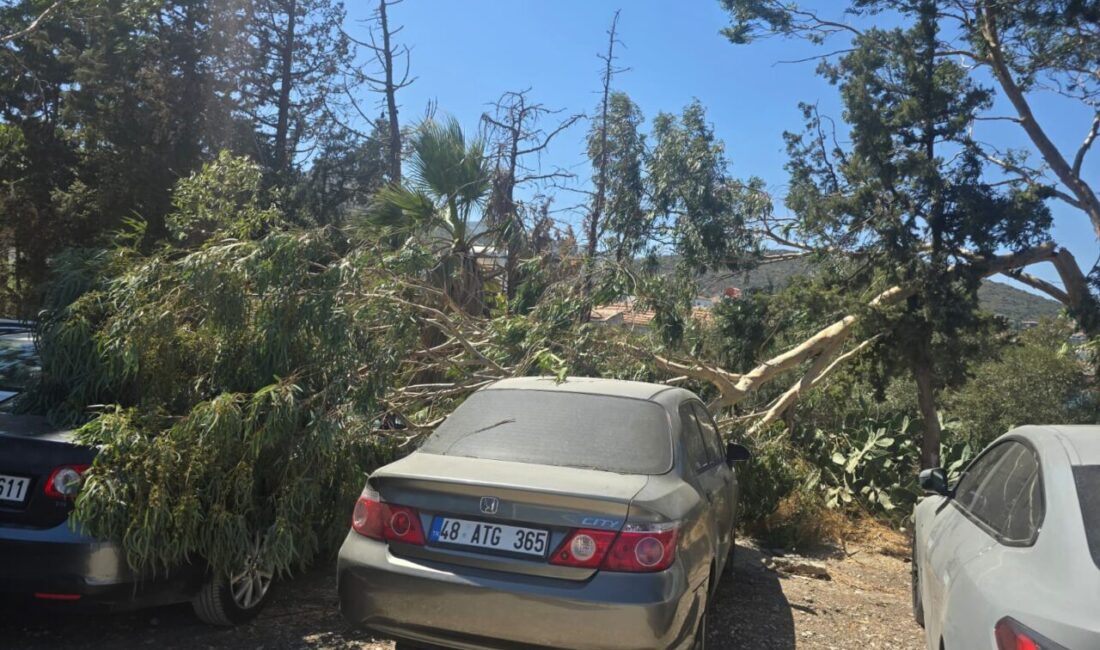 Muğla'nın Datça ilçesinde devrilen ağaç dalları 2 araçta hasara neden