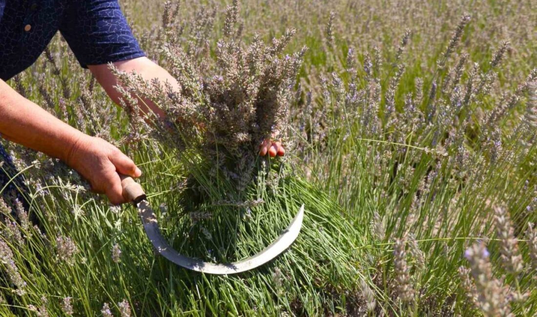 Eskişehir’de bir üretici, "Makasını getir, çiçeğini götür" adında ücretsiz bir