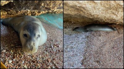 Muğla'nın Datça ilçesinde, kıyıda dinlenirken görülen bir Akdeniz foku, yetkilileri