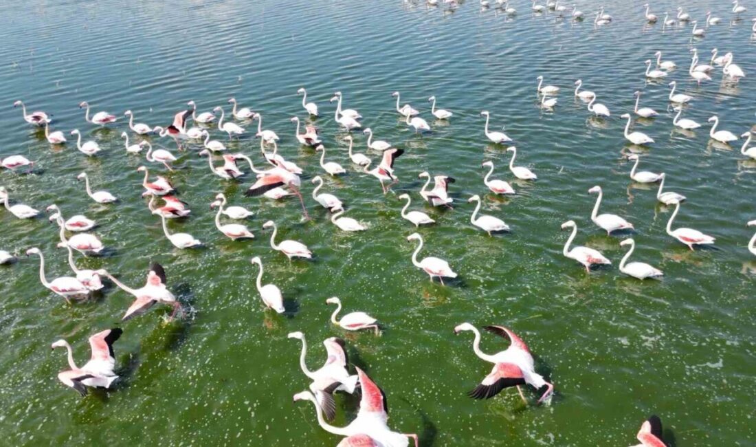 Afyonkarahisar'da bir gölde flamingo sürüsü görüntülenirken nadir görünen bu hayvanlar