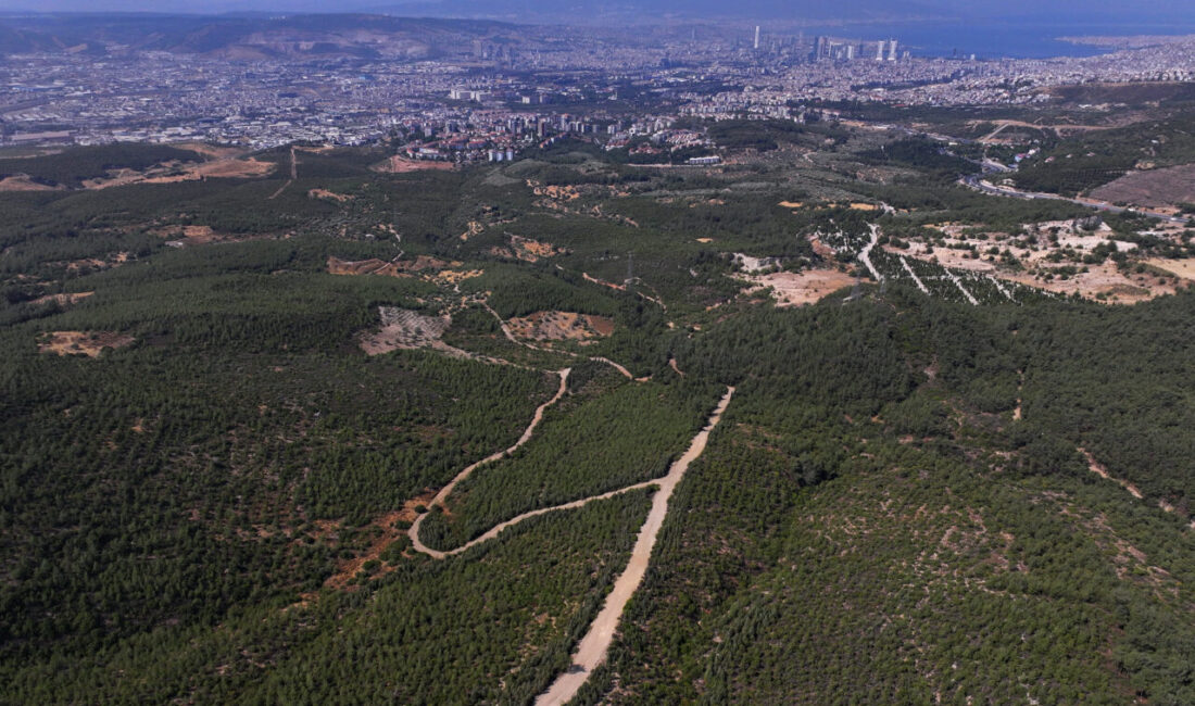 İzmir'in Bornova ilçesinde 16 yıl önce yanan ormanlık alanda yapılan