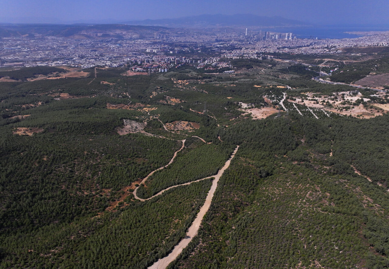İzmir'in Bornova ilçesinde 16 yıl önce yanan ormanlık alanda yapılan