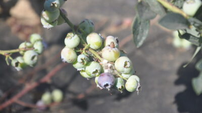İzmir’in Ödemiş ilçesine bağlı Bozdağ Mahallesi’nde 3 yıl önce dikimi